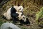 To pandaer