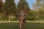 en elefant i en park