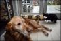 hund kat