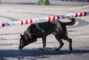 politihund