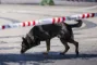 politihund