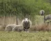 Får