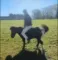 Mand på pony