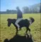 Mand på pony - sløret