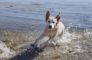 hund bader