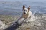 hund bader