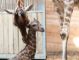 Girafmor og kalv