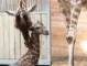 Girafmor og kalv