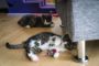 katte