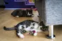 katte