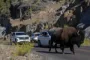 bison i Yellowstone