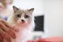 ragdoll