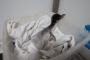 Pingvin unge