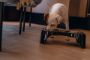 hund på hotel