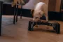 hund på hotel