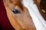 hest 