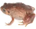 frø