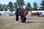 hundeudstilling
