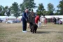 hundeudstilling