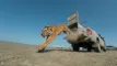 Tiger springer fra bil