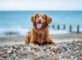 Hund på strand