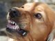 aggressiv hund