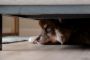 Hund bange gemmer sig under sofa