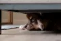 Hund bange gemmer sig under sofa