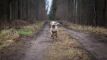 hund i skov