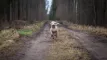 hund i skov