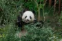 Mao Sun