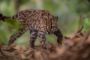 Leopardus tilcayo