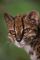 Leopardus tilcayo
