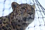 Amurleopard