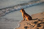 hund på strand