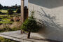 juletræ