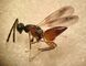 Hemiptarsenus ornatus 