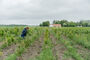 skov plantes