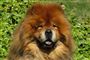 Det var en Chow chow som denne, der blev røvet
 Foto: AP/Martha Stewart / POLFOTO