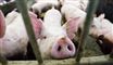 Fødevareministeren vil have undersøgt, hvorfor man ikke har kunnet finde smittekilden til salmonella-epidemien.
 Foto: Tariq Mikkel Khan / POLFOTO
