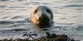 Foto: Mick Garratt /Wikimedia free