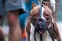 Loven om hunde skal revideres
 Foto: Tatiana Sapateiro/Flickr