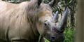 Foto: YVONNE VERKAIK RHINO FUND UGAND AP