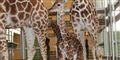 Foto: Odense Zoo free