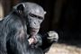 Chimpanseungen klamrer sig stadig til sin mor, og den giver først slip om et halvt års tid.
 Foto: Ard Jongsma/Odense Zoo