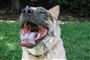 Foto: Jasperfriendlydog, Gnu Free Documentation License, Wikimedia Creative Commons