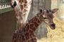  Foto: Aalborg Zoo