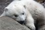 Den lille Milak har taget hele verden med storm.
 Foto: Aalborg Zoo