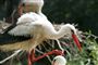 Årets første stork er blevet set i Thy.  
 Foto: www.colourbox.com
