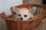 En lille chihuahua som denne blev taget af vinden og blæst væk.
 Foto: www.colourbox.com